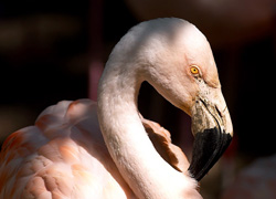 Zoo Berlin 
