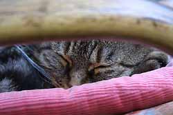 cats