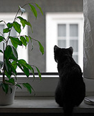 Luca